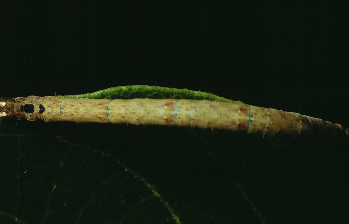 Figura 15. Larva <i>Bendisodes aeolia</i> (Erebidae), último estadío (U) vista dorsal, localidad Bosque San Emilio Sector Santa Rosa ACG (300m). Voucher: 91-SRNP-1174-DHJ14288.jpg.