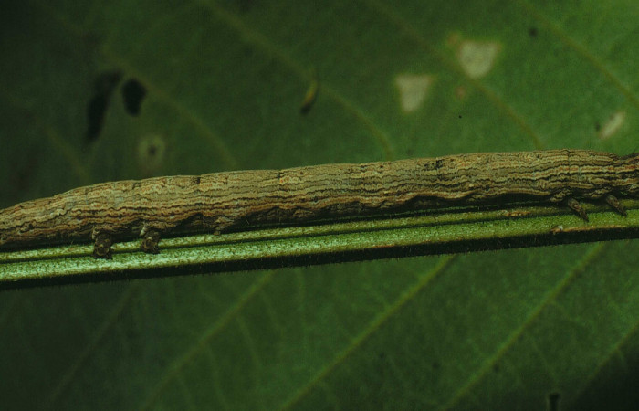 Figura 16. Larva <i>Bendisodes aeolia</i> (Erebidae), vista lateral, localidad Bosque San Emilio Sector Santa Rosa ACG (300m). Voucher: 91-SRNP-1174-DHJ14291.jpg.
