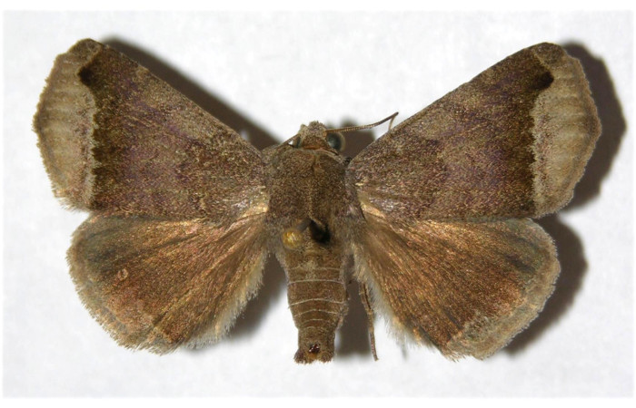 Figura 17. Adulto de <i>Bendisodes aeolia</i> (Erebidae), vista dorsal, localidad Area Administrativa Sector Santa Rosa ACG (295m). Voucher: 93-SRNP-2991-DHJ320214.jpg.
