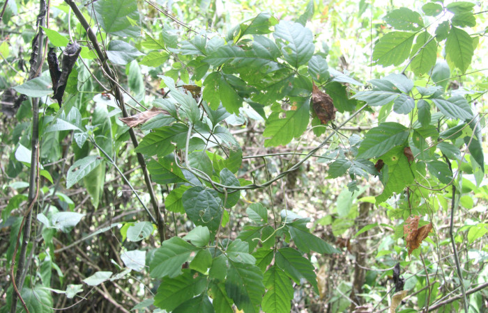 Figura 19. Planta hospedera de <i>Bendisodes</i> Poole02 (Erebidae), esta planta se llama <i>Serjania schiedeana</i> (Sapindaceae), localidad Estación Biológica Quica, Sector Pitilla ACG (470m), foto: Ricardo Calero 30 Mayo 2023.