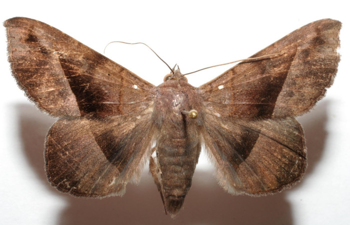 Figura 1. Adulto <i>Epidromia linearis</i> (Erebidae), vista ventral , Adulto BioLep, Area de Conservación Guanacaste  ACG  Voucher: 06-SRNP-105222-DHJ605222.jpg.