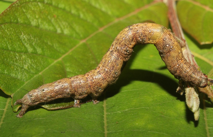 Figura 5. Larva <i>Epidromia linearis</i> (Erebidae), en último estadío (U), vista lateral, localidad Medrano, Sector Pitilla ACG (380m). Voucher: 19-SRNP-70912-DHJ751413.jpg
