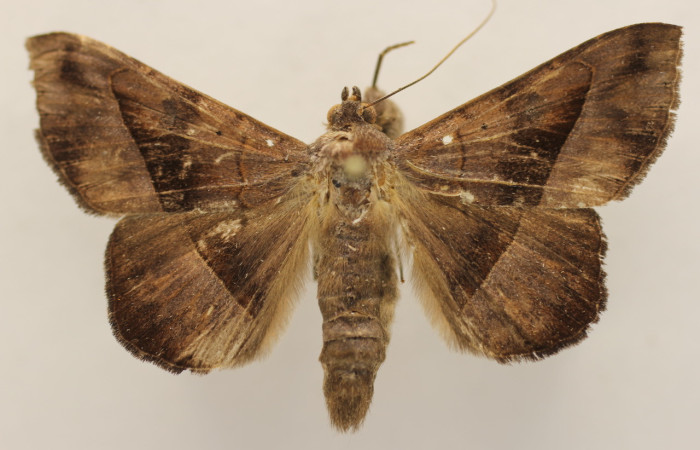 Figura 9. Adulto de <i>Epidromia linearis</i> (Erebidae), macho vista dorsal, localidad Medrano, Sector Pitilla ACG (380m). Voucher: 19-SRNP-70912-DHJ954258.jpg.