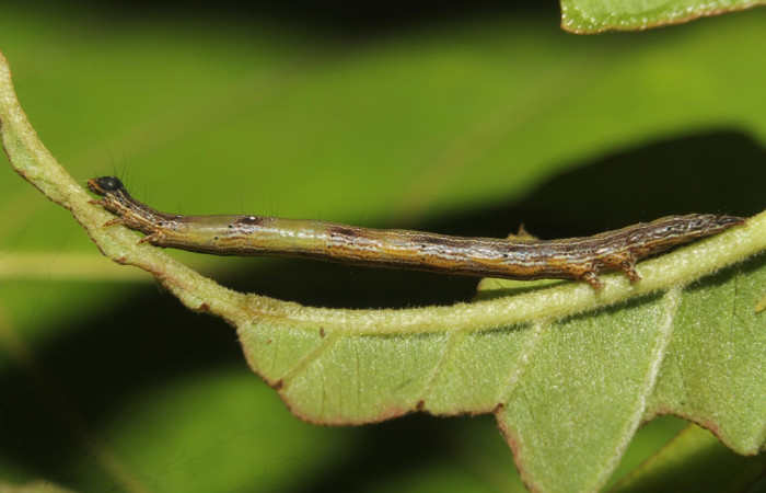 Figura 2. Larva <i>Epidromia linearis</i> (Erebidae), en penúltimo estadío (PU), vista lateral, localidad Medrano, Sector Pitilla ACG (380m). Voucher: 19-SRNP-70913-DHJ751420.jpg.
