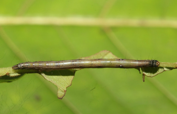 Figura 3. Larva <i>Epidromia linearis</i> (Erebidae), en penúltimo estadío (PU), vista dorsal, localidad Medrano, Sector Pitilla ACG (380m). Voucher: 19-SRNP-70913-DHJ751421.jpg.
