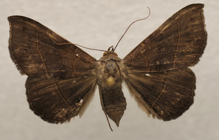 Figura 11. Adulto de <i>Epidromia linearis</i> (Erebidae), hembra vista dorsal, localidad Medrano, Sector Pitilla ACG (380m). Voucher: 19-SRNP-70913-DHJ951672.jpg.