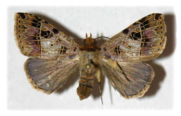 Figura 1. Adulto de <i>Deinopa signiplena</i> (Erebidae), (Hembra), vista dorsal.(05-SRNP-3151-DHJ314458.jpg).