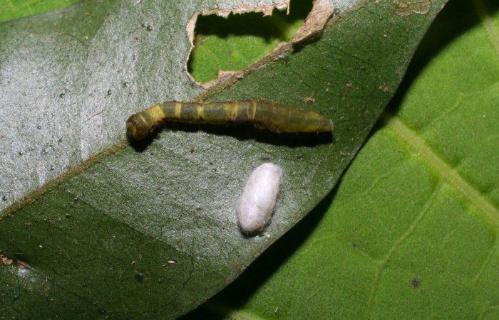 Figura. 9 Parásito <i>Diolcogaster</i> Choi78 de <i>Deinopa signiplena</i> (Erebidae), posición dorsal Sector Rincon Rain Forest, Estación Pitilla (elevación 640 metros). 24 Mayo 2006. (05-SRNP-31989-DHJ413110.jpg).