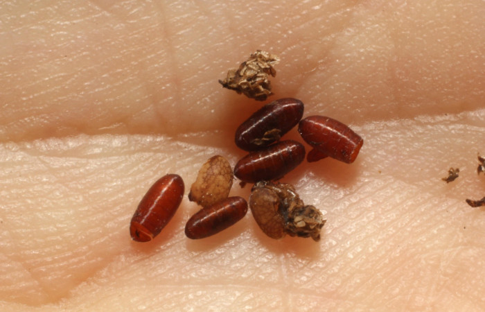 Figura. 11 Parásitos <i>Ceromya</i> Janzen08 (Tachinidae) de <i>Deinopa signiplena</i> (Erebidae), Sector Pitilla, Sendero Cuestona (elevación 640 metros). 7 Junio2011. (11-SRNP-31446-DHJ803915.jpg).