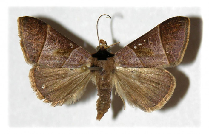 Figura 2. Adulto de <i>Deinopa signiplena</i> (Erebidae), (Macho), vista dorsal.(92-SRNP-3702-DHJ314406 .jpg).