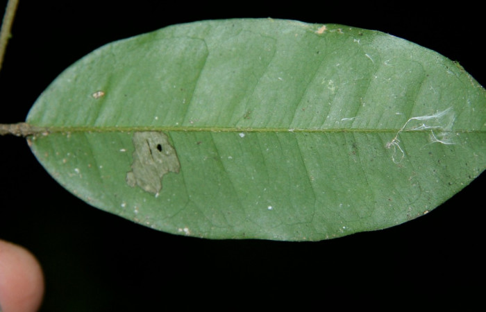Figura 14. Planta hospedera de <i>Deinopa signiplena</i>, (Erebidae), <i>Swartzia costaricensis</i>, (Fabaceae), posición hoja. Foto Jorge Hernández, 9 Febrero 2008.