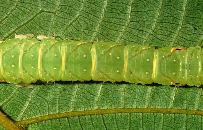 Figura 10. Detalle dorsalmente, <i>Encruphion xanthotricha</i> (Erebidae), último estadio. (00-SRNP-11954-DHJ54926).