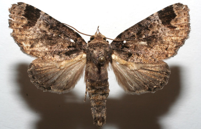 Figura 11. Adulto de <i>Encruphion</i> Poole01(Erebidae). (06-SRNP-104019-DHJ604019).