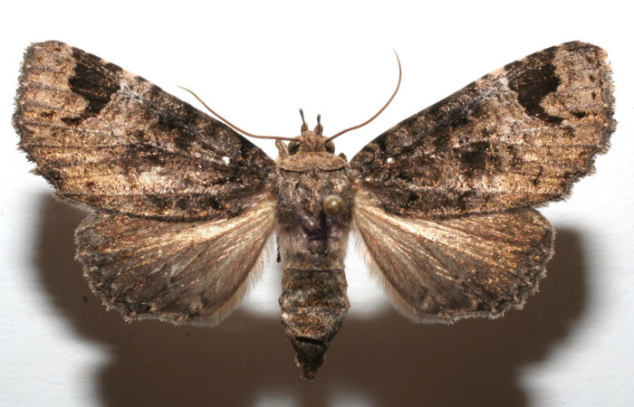 Figura 12. Adulto de <i>Encruphion</i> Poole01 (Erebidae). (06-SRNP-104020-DHJ604020).