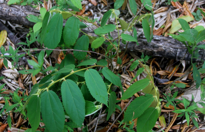 Fig 1. Unas de las planta hospedera donde se alimenta <i>Encruphion</i> Poole01 (Erebidae) <i>Luehea seemanii</i> (Malvaceae). Foto Minor Carmona, Sendero Aura, Estación Biológica Wege.
