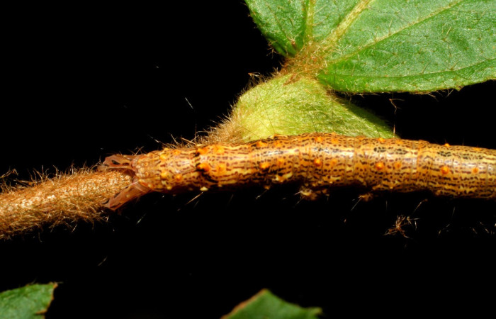 Fig. 6. Detalle posterior de oruga de <i>Euclystis guerini</i> (Erebidae), mostrando protuberancias sobre su parte posterior dorsal. Voucher: 06-SRNP-57652-DHJ417826.