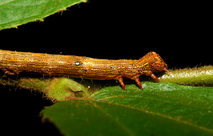 Fig. 8. Detalle lateral anterior último estadío larval de <i>Euclystis guerini</i> (Erebidae), mostramos patas torácicas o verdaderas. Voucher: 06-SRNP-57652-DHJ417829.