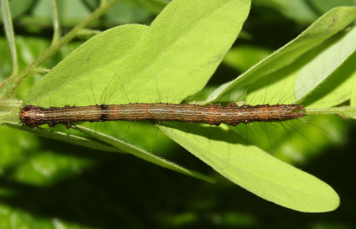 Fig. 1. Larva de <i>Euclystis guerini</i> (Erebidae), comiendo <i>Stryphnodendron microstachyum</i> (Fabaceae). Voucher: 17-SRNP-31605-DHJ739271.