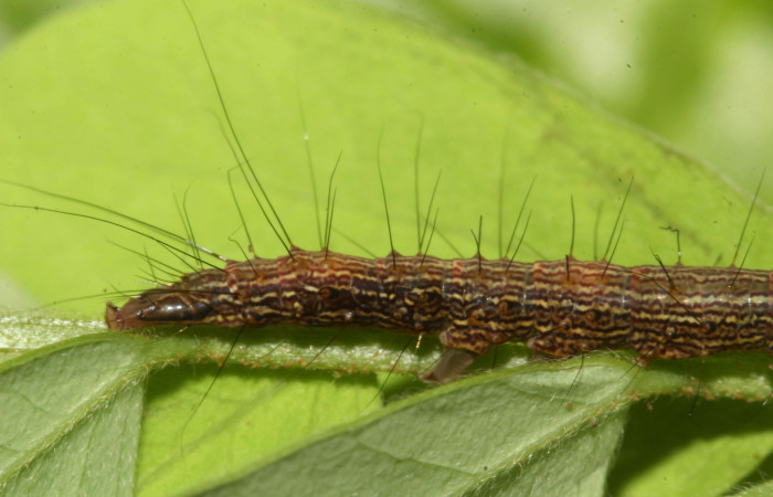 Fig. 3. Detalle posterior de patas falsas o propatas ademas de pelos sobre su dorso que sobresalen de <i>Euclystis guerini</i> (Erebidae),  Voucher: 17-SRNP-31605-DHJ739274.