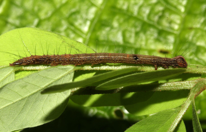 Fig. 2. Larva de <i>Euclystis guerini </i>(Erebidae), comiendo <i>Stryphnodendron microstachyum</i> (Fabaceae). Voucher: 17-SRNP-31605-DHJ739275.
