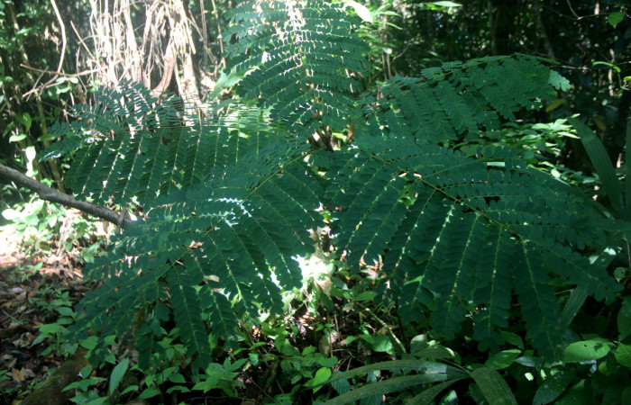 Fig. 10. Planta hospedera <i>Stryphnodendron microstachyum</i> (Fabaceae)de oruga <i>Euclystis guerini</i> (Erebidae). Foto tomada por: Minor Carmona. Estación Wege, Junio 2023. 