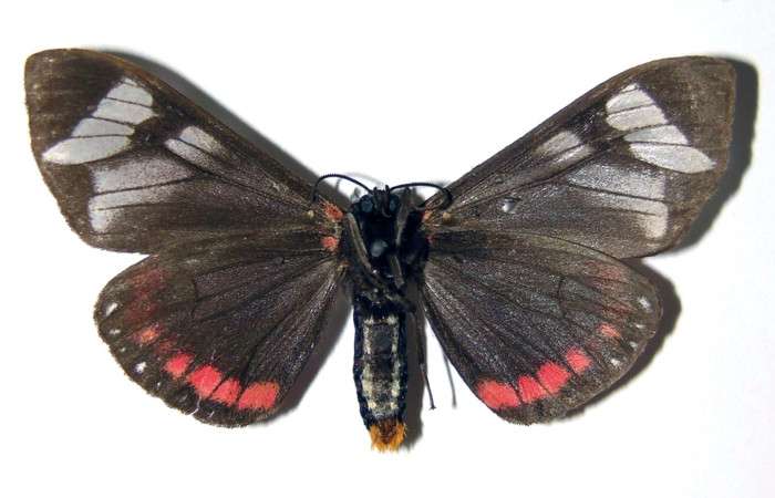 Figura 2. Adulto de <i>Dysschema leucophaea</i>
 (macho) vista ventral (00-SRNP-20606-DHJ94375)