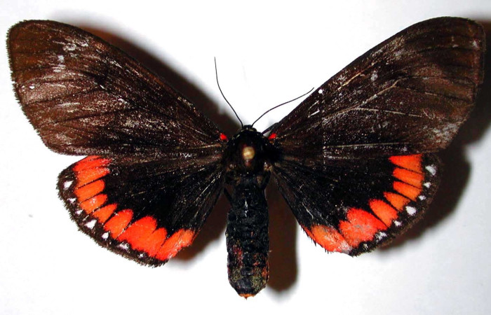 Figura 3. Adulto de <i>Dysschema leucophaea</i>
 (hembra) vista dorsal (00-SRNP-20903-DHJ38450)