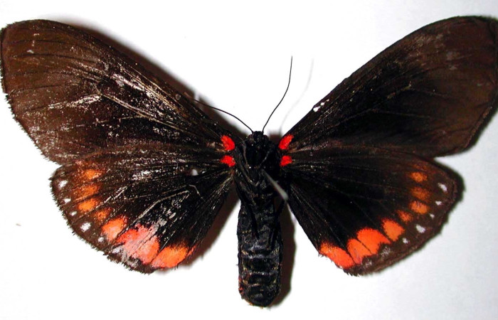 Figura 4. Adulto de <i>Dysschema leucophaea</i>
 (hembra) vista ventral (00-SRNP-20903-DHJ38451)