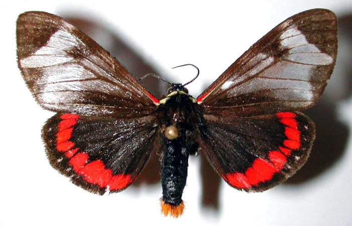 Figura 1. Adulto de <i>Dysschema leucophaea</i>
 (macho) vista dorsal (01-SRNP-5154-DHJ38452)