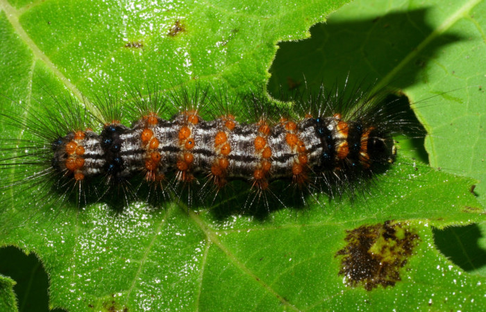 Figura 7. Larva <i>Dysschema leucophaea</i> vista dorsal.  (05-SRNP-70383-DHJ420677)