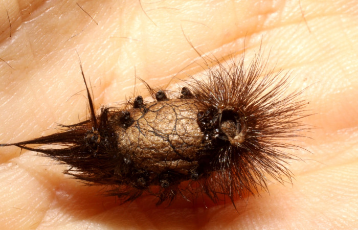 Figura 11. Detalle capullo de la familia Ichneumonidae <i>Enicospilus glabratus</i>, parásito que ataca a la larva de <i>Dysschema leucophaea</i>. Voucher: (09-SRNP-73607-DHJ470339)