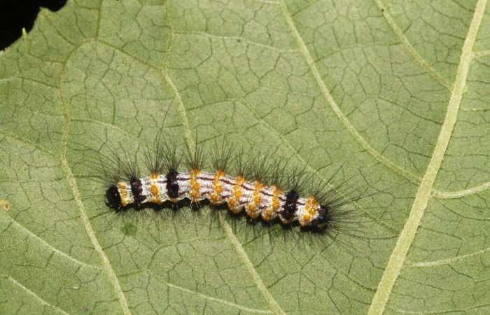 Figura 5. Larva <i>Dysschema leucophaea</i>
 vista dorsal. (15-SRNP-41865-DHJ724699)