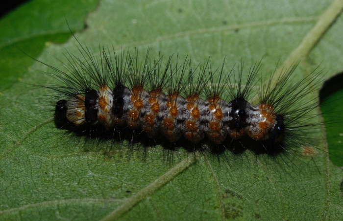Figura 6. Larva <i>Dysschema leucophaea</i>
 vista dorsal. (16-SRNP-26947- DHJ730599).