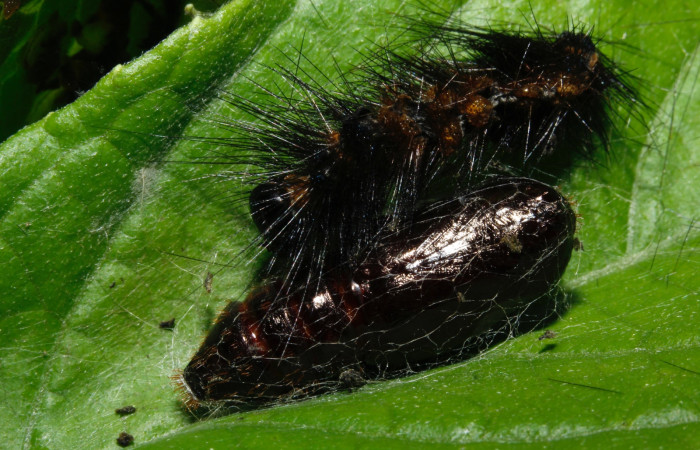 Figura 9. Pupa de <i>Dysschema leucophaea</i> vista lateral  (16-SRNP-26947- DHJ730636)