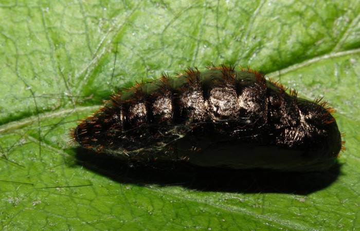 Figura 8. Pupa de <i>Dysschema leucophaea</i> vista dorsal. (16-SRNP-26947- DHJ730638.)