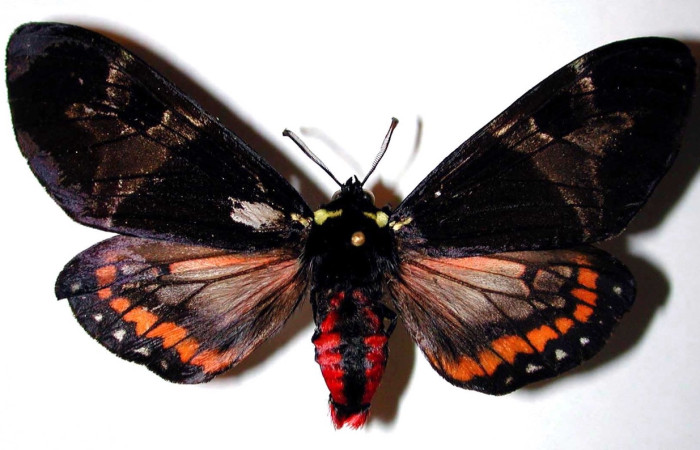 Figura 15. Adulto de <i>Dysschema magdala</i>
 (macho) vista dorsal, 98-SRNP-2307.02-DHJ38438)