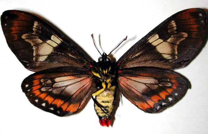 Figura 14. Adulto de <i>Dysschema magdala</i>
 (macho) vista ventral, 98-SRNP-2307.02-DHJ38439)