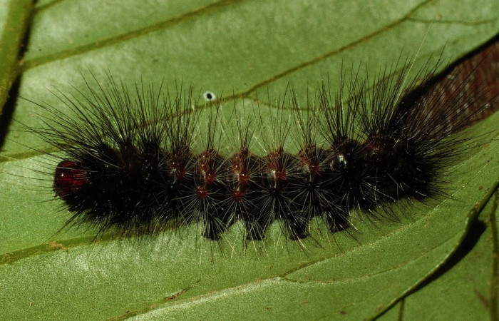Figura 12. Larva <i>Dysschema magdala</i> vista dorsal. (98-SRNP-2307.07-DHJ44256.)