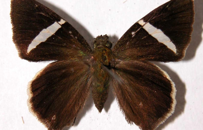 Fig.1. Adulto de <i>Cecropterus zarex</i>. Hembra 31mm  de longitud vista dorsal. Voucher : 95-SRNP-7760-DHJ39910.jpg.