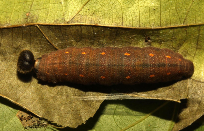 Fig.10. Larva de <i>Cecropterus zarex</i>. 34mm de longitud. Voucher : 16-SRNP-30241-DHJ729516.jpg. 