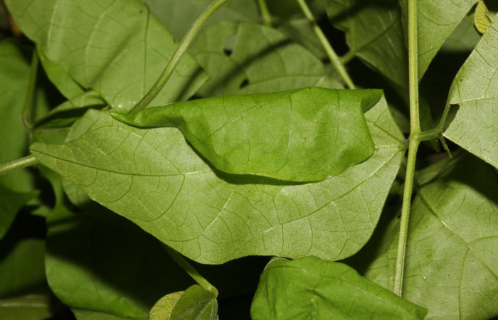 Fig.11. Mostrando casa de <i>Cecropterus</i>  egregiusDHJ02. Voucher : 16-SRNP-30411-DHJ729447.jpg.