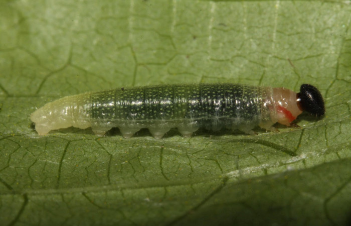 Fig.12. Larva  de <i>Cecropterus</i>  egregiusDHJ02. Voucher : 16-SRNP-30411-DHJ729448.jpg.
