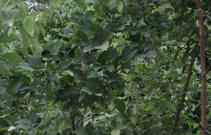 Fig.15. Planta hospedera de <i>Cecropterus zarex</i>, <i>Vigna adenantha</i>.   