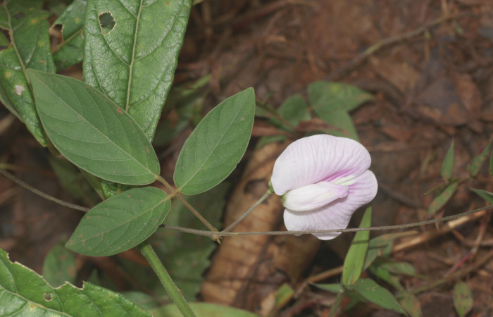 Fig.16. Mostrando hoja <i>Vigna adenantha</i>, planta hospedera de <i>Cecropterus zarex</i>. 