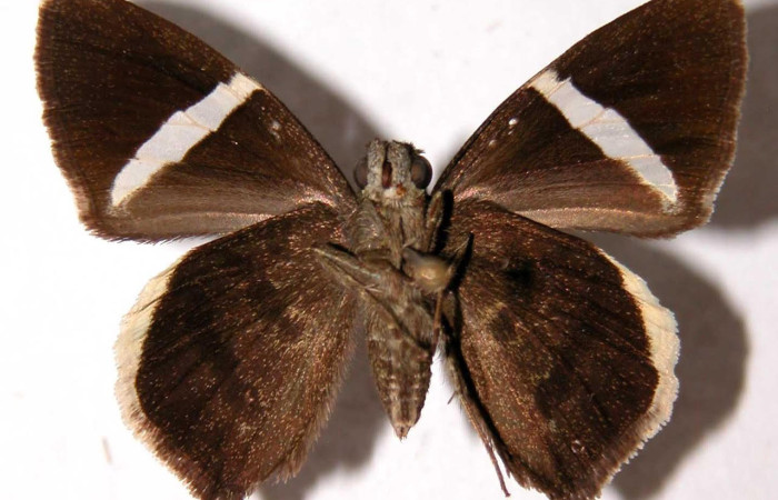 Fig.3. Adulto de <i>Cecropterus zarex</i>. Hembra 31mm  de longitud vista ventral. Voucher : 95-SRNP-7760-DHJ39911.jpg.