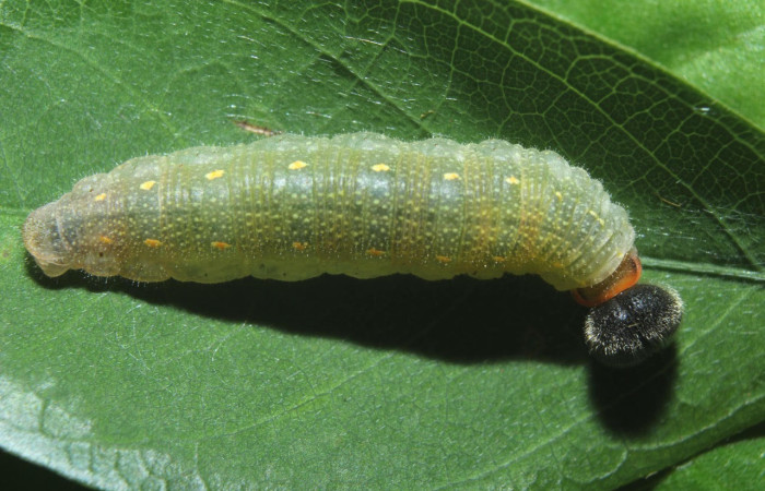 Fig.6. Larva de <i>Cecropterus zarex</i>. 17mm de longitud. Voucher : 16-SRNP-70519-DHJ732708.jpg.
