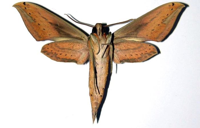 Fig. 02, Adulto de <i>Xylophanes libya</i> (Sphingidae), macho, vista ventral 71mm de longitud, Voucher: 00-SRNP-3192-DHJ99529.jpg.