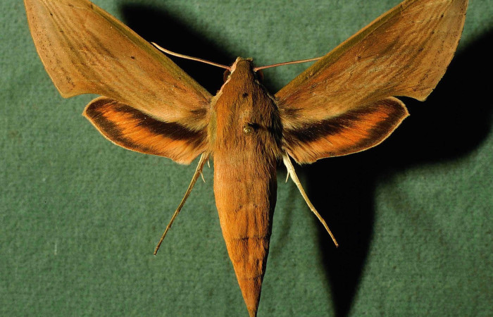 Fig. 03, Adulto de <i>Xylophanes libya</i> (Sphingidae), hembra, vista dorsal 72mm de longitud, Voucher: 91-SRNP-3056-DHJ30201.jpg.