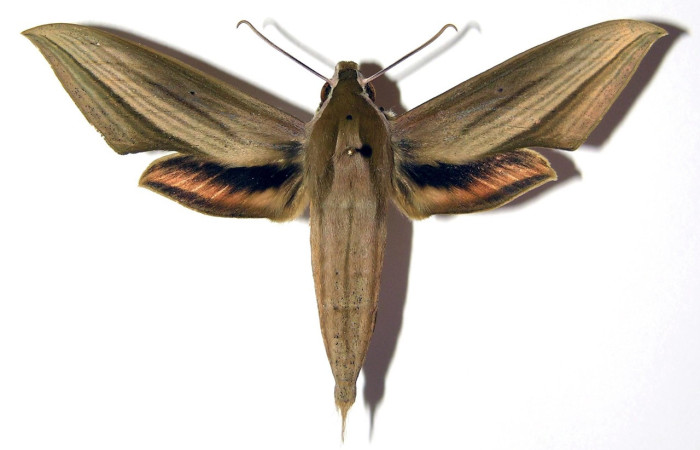 Fig. 05, Adulto de <i>Xylophanes loelia</i> (Sphingidae), macho, vista dorsal 72mm de longitud, Voucher: 04-SRNP-41581-DHJ95144.jpg.
