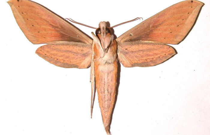 Fig. 06, Adulto de <i>Xylophanes loelia</i> (Sphingidae), hembra, vista dorsal 72mm de longitud, Voucher: 01-SRNP-4394-DHJ35827.jpg.
